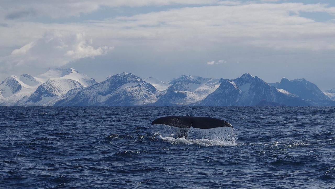 Prima Lofoten Myrland 외부 사진